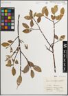 Foto von Salix mielichhoferi Saut. x Salix nigricans Sm.